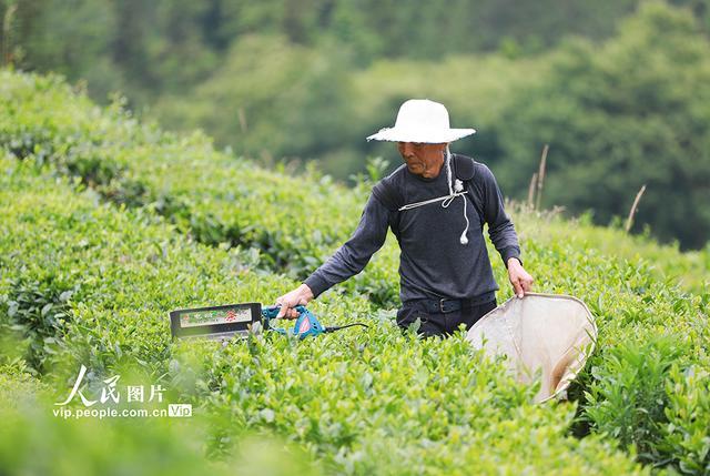 湖北巴东：茶农夏日采茶忙