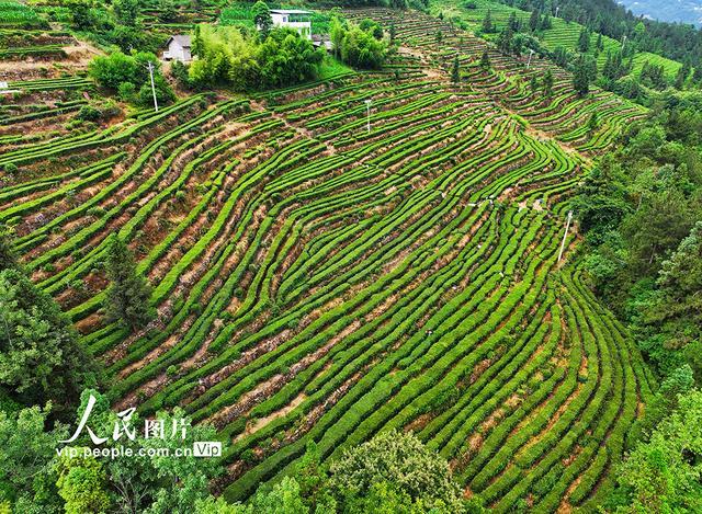 湖北巴东：茶农夏日采茶忙