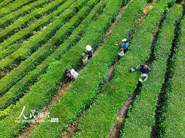 湖北巴东：茶农夏日采茶忙