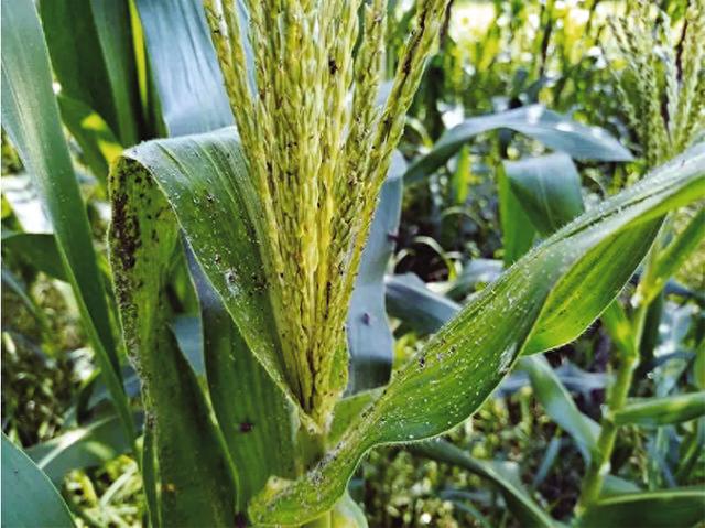 玉米、豆类蚜虫的防治