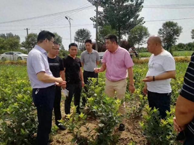 陕西华阴市晨旭黑果花楸种植公司奋力推进科技创新 促进产业优化升级