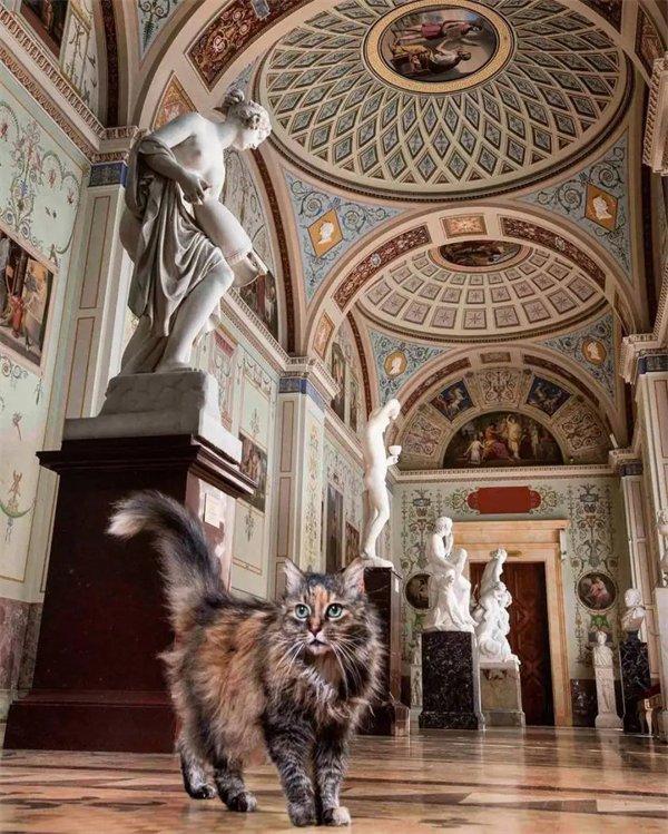 寻猫启示｜俄罗斯的猫：被用来暖房，入住冬宫，保卫列宁格勒