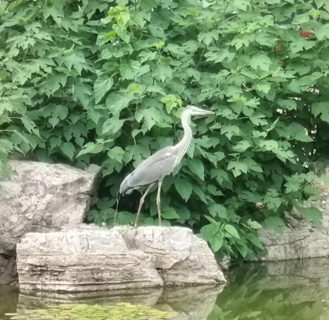 “贵宾”来访！“三有”野生动物苍鹭“做客”昌平公园