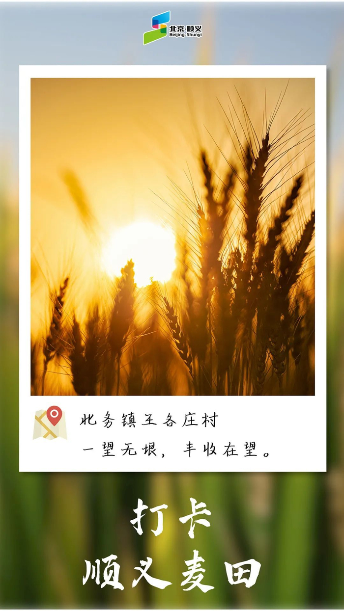 金色秋天美篇开头语 w700d1q75cms.jpg?by=cms_fixed_width