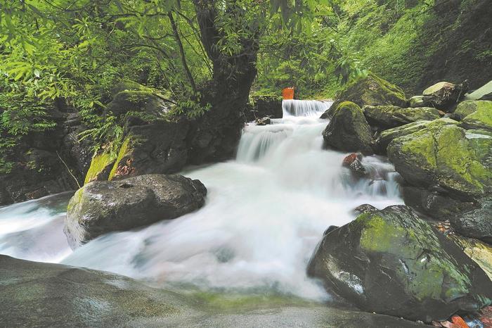 千年黄心夜合  西岭雪山的“长青古树”