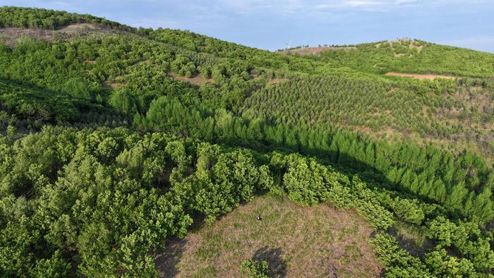 “植树愚公”王武山：绿色梦想的践行者 媒体 资讯 看点 新浪 第4张