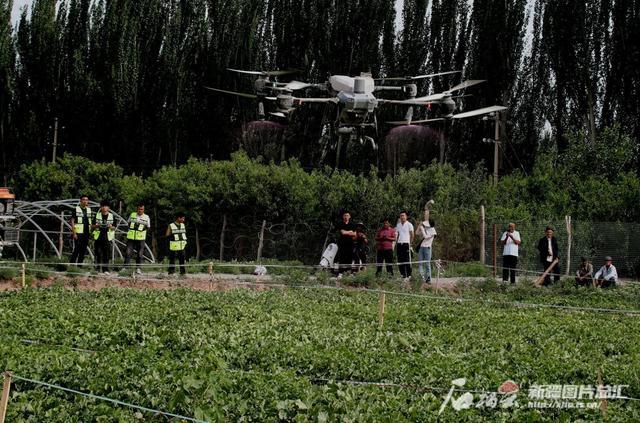 北斗种田、无人机植保 喀什农业生产力推科技“田把式”