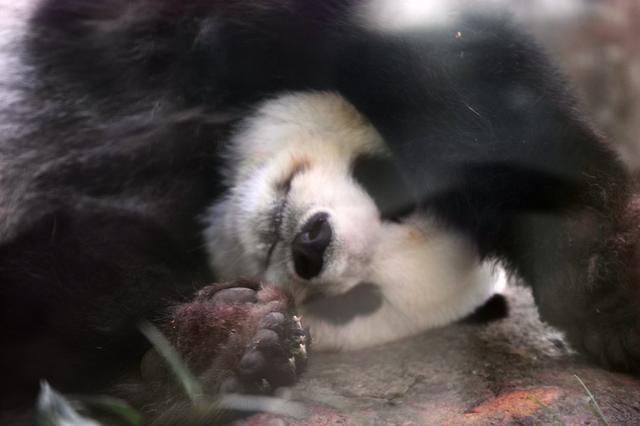 李强总理访澳看望“熊猫使者”：“硬核”行程也有“柔软部分”