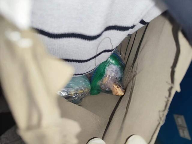 深圳皇岗海关查获一名旅客藏匿6只活体龟，均为卡罗莱纳箱龟