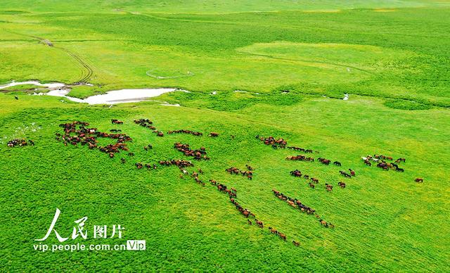 新疆阿勒泰牧马图