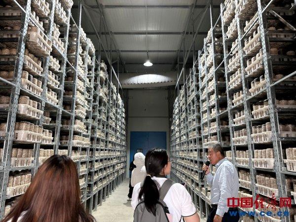 【香约庆阳 包容天下】小木耳大产业 在庆阳西峰实现亿元产值