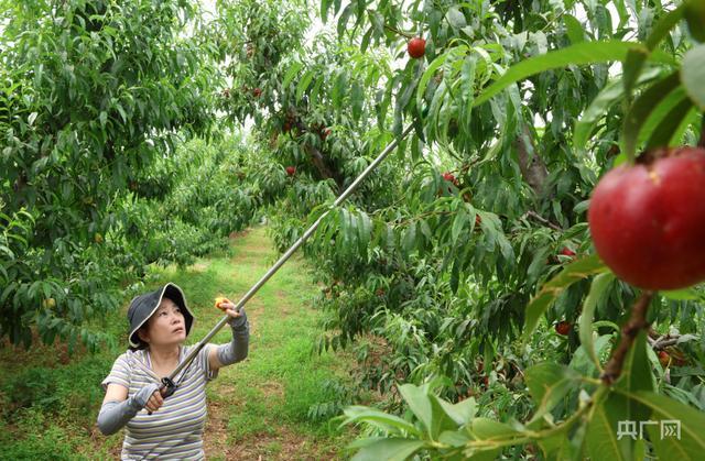 洛阳市孟津区：鲜桃采摘旺 果农笑开颜