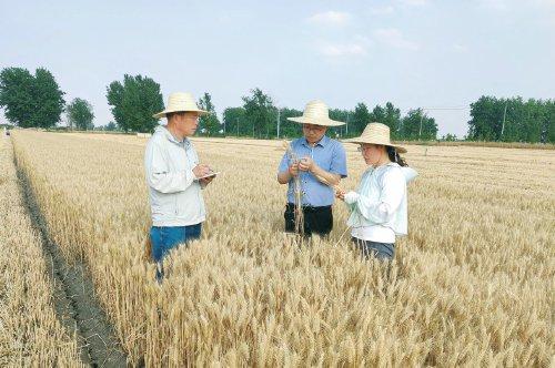 小麦何以大面积单产提升？