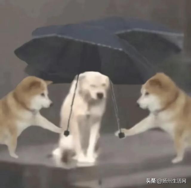 大暴雨！雷暴大风！扬州入梅时间定了！