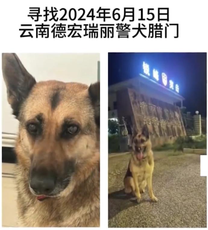 云南瑞丽一警犬被偷？当事人回应：已找到了