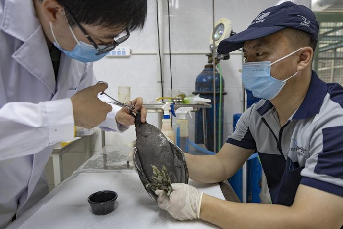 每年给4000只鸟当“爸爸”｜直击北京幼鸟救护