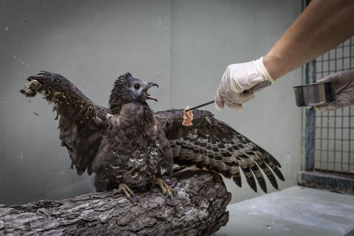 每年给4000只鸟当“爸爸”｜直击北京幼鸟救护
