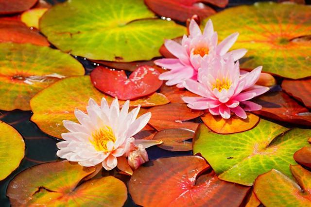 国家植物园水生植物竞相绽放 色彩缤纷宛若现实版“莫奈花园”