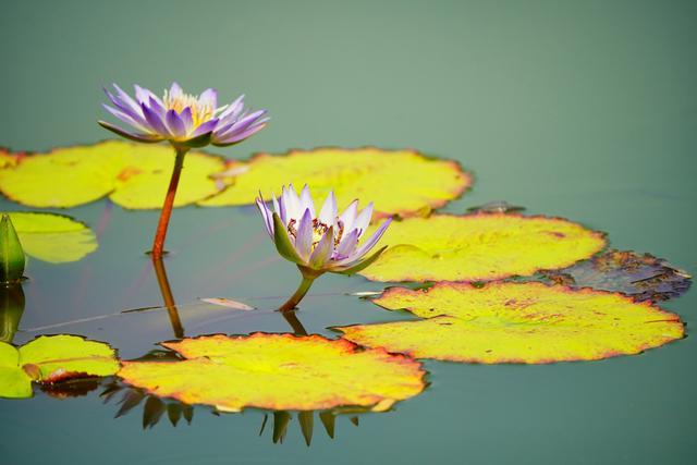 国家植物园水生植物竞相绽放 色彩缤纷宛若现实版“莫奈花园”
