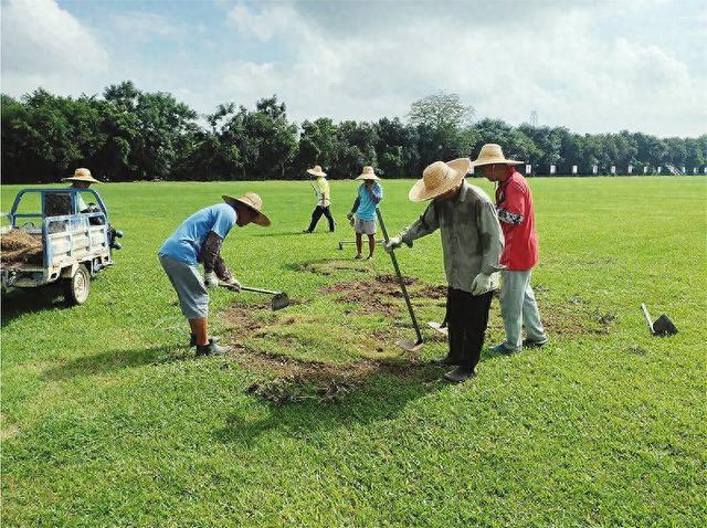 夏季怎样养护草坪