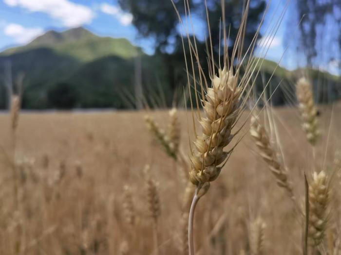 科学家成功破解小麦的遗传密码，将极大促进育种步伐