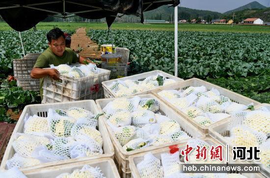 河北宽城：菜花大丰收 “蔬”写好“丰”景