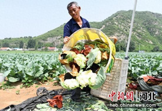 河北宽城：菜花大丰收 “蔬”写好“丰”景