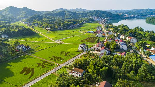 党建引领聚合力 乡村振兴谱新篇！贵阳贵安抓党建促乡村振兴工作综述