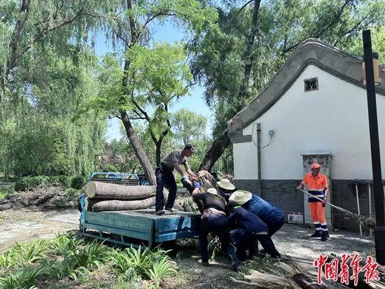 大风刮倒圆明园300多棵树之后