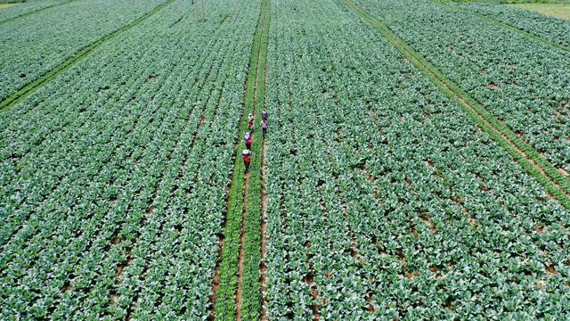 河北宽城：菜花喜丰收 田间地头笑声传