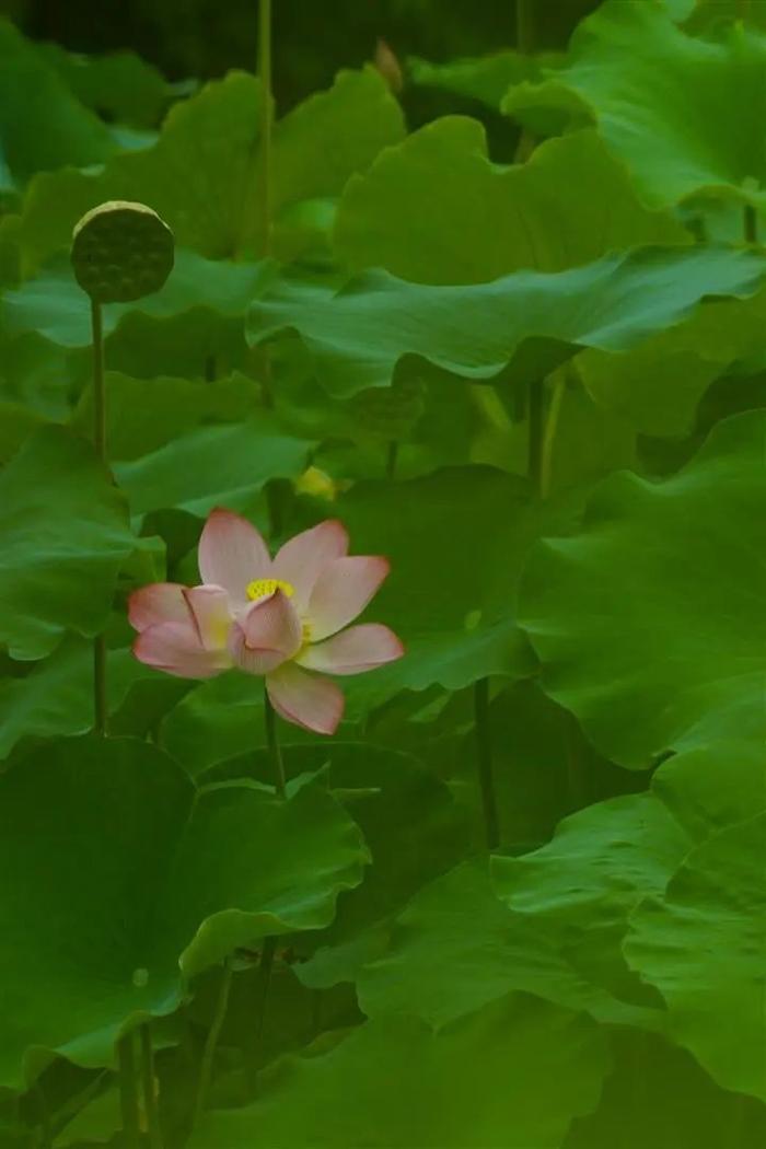 在吗？盛夏旌阳，想“荷”你约个会~