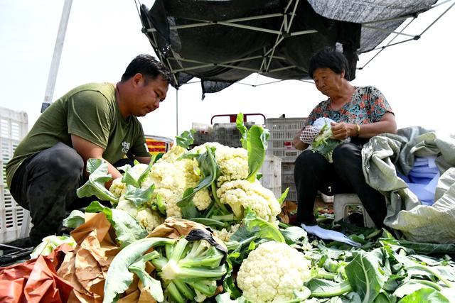 河北宽城：菜花喜丰收 田间地头笑声传