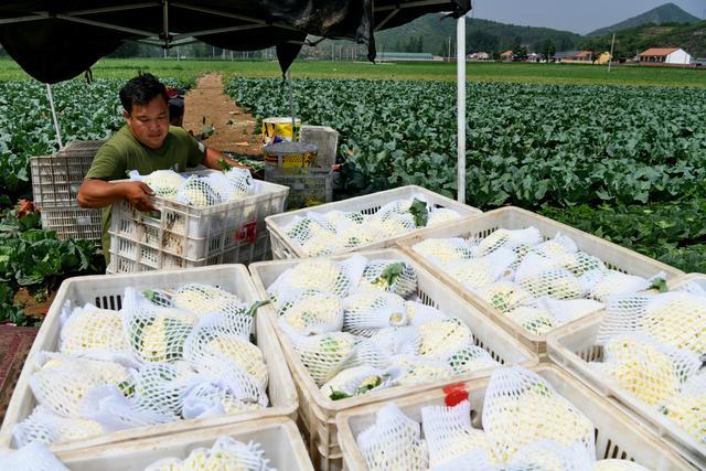 河北宽城：菜花喜丰收 田间地头笑声传