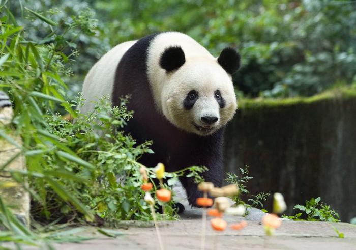 旅外大熊猫境况如何？如何避免大熊猫近亲繁殖？官方回应六大焦点