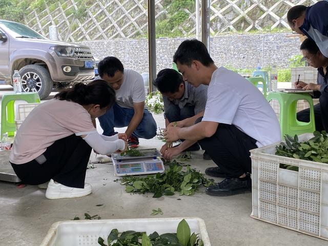 贵州务川：科技赋能新成果 鲜花椒亩产660.88公斤