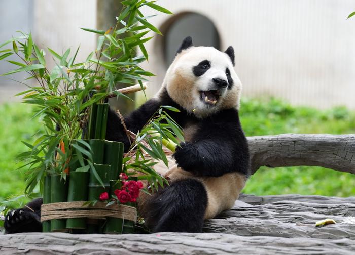 旅外大熊猫境况如何？如何避免大熊猫近亲繁殖？官方回应六大焦点