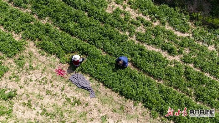 🥰超心动！一键切换夏日“薄荷曼波”