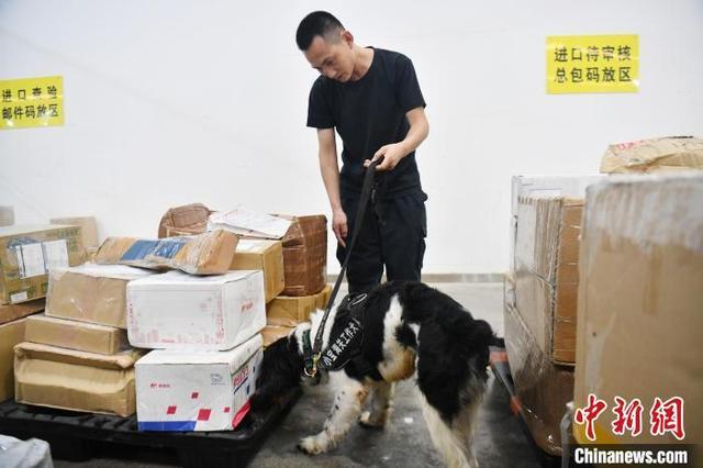 成都海关监管工作犬查验入境包裹