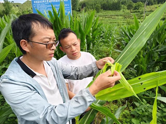 岑巩县：植保无人机助力大豆玉米病虫害防治