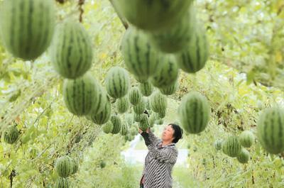 夏至：景风南来 养心安神（二十四节气里的中医养生之道）