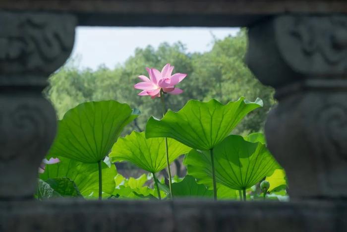 【探索】夏日荷花芬芳开，亭亭玉立迎客来！沪上这些公园的荷花已盛放→