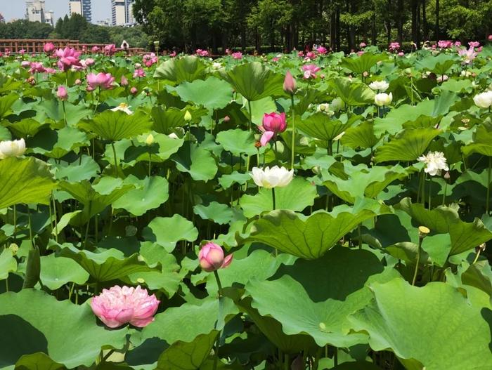 【探索】夏日荷花芬芳开，亭亭玉立迎客来！沪上这些公园的荷花已盛放→