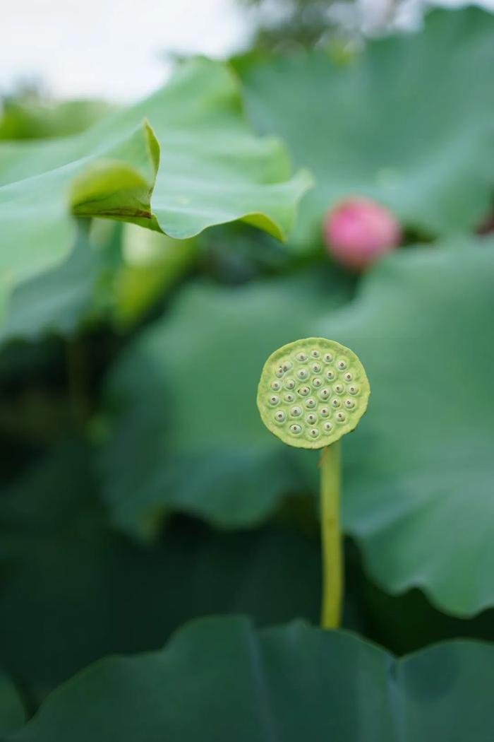 【探索】夏日荷花芬芳开，亭亭玉立迎客来！沪上这些公园的荷花已盛放→