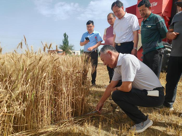 扬州大学耕播新技术在南疆获显著增产