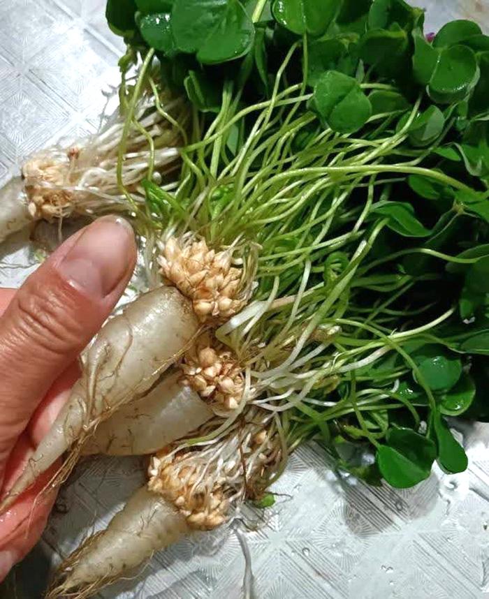 酢浆草的“萝卜”