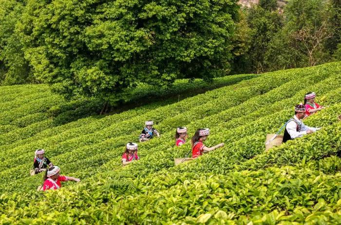 霸王茶姬：请年轻人喝什么茶？