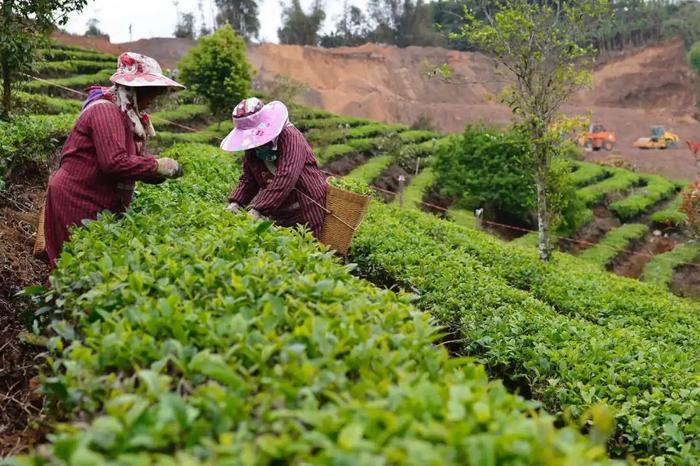 霸王茶姬：请年轻人喝什么茶？