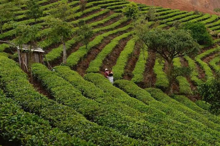 霸王茶姬：请年轻人喝什么茶？