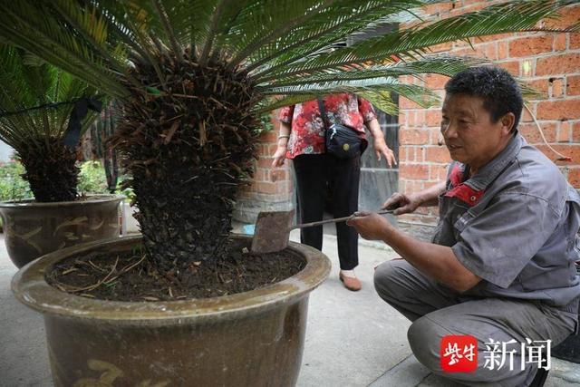 连云港一村民精心守护18年 铁树终于开了花