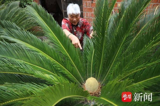连云港一村民精心守护18年 铁树终于开了花